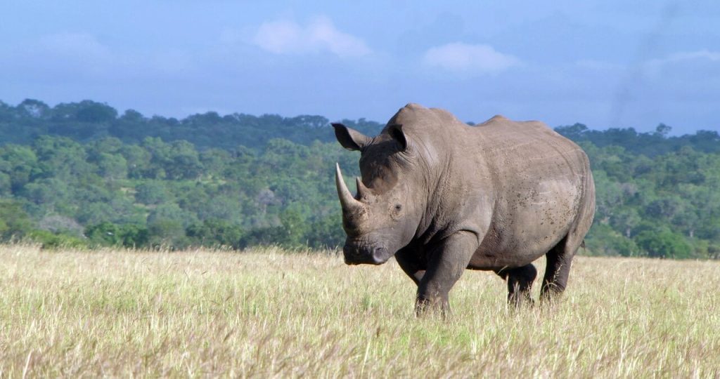 Plan Rwanda safaris from France with Premium Africa Safaris