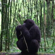 Rwanda Safaris from France