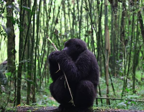 Rwanda Safaris from France