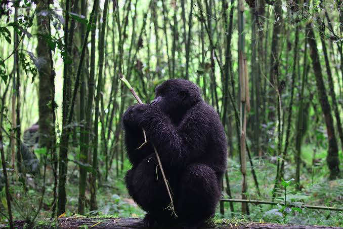 Rwanda Safaris from France
