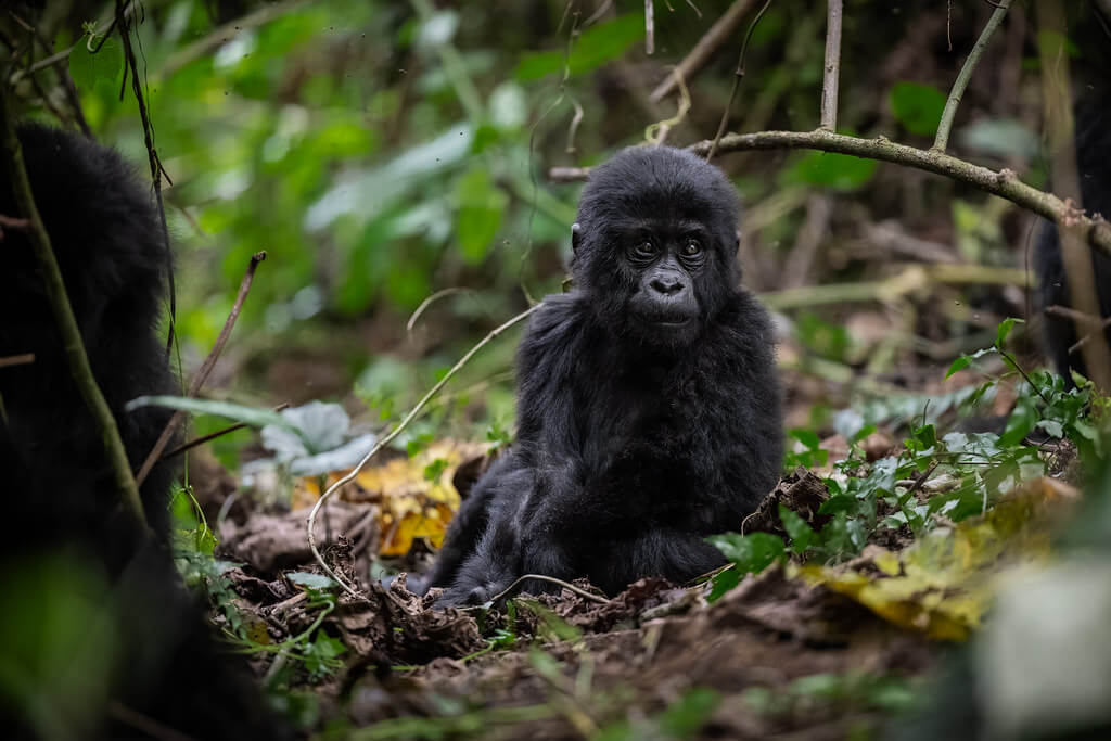 Mountain Gorilla Photography Safaris and Tours in Uganda and Rwanda