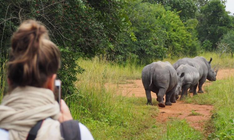 Ziwa Rhino Trekking Experience Uganda, Premium Africa Safaris