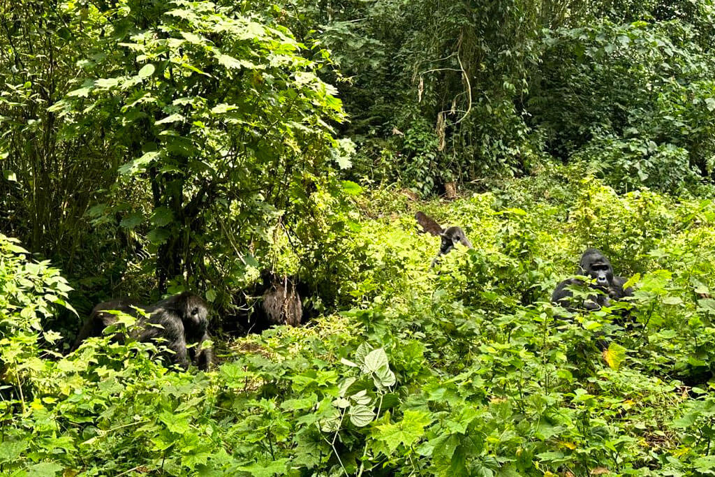 Gorilla families in Buhoma sector in Bwindi