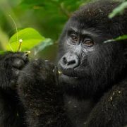 Bwindi and Lake Bunyonyi Tours