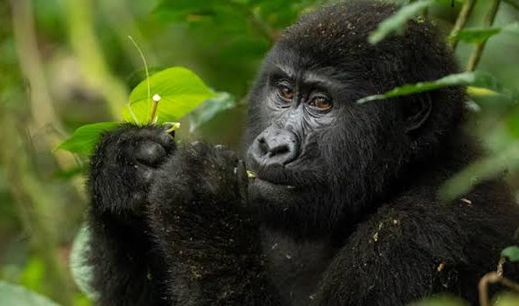 Bwindi and Lake Bunyonyi Tours