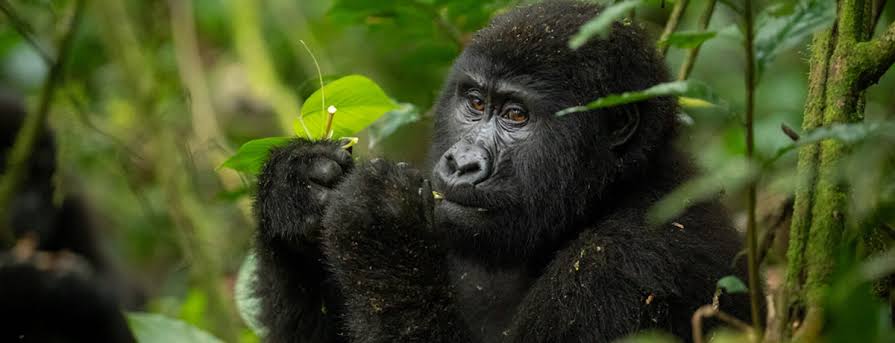 Bwindi and Lake Bunyonyi Tours
