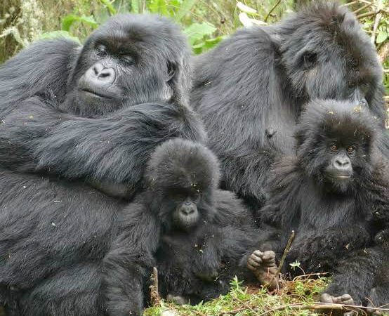 Gorilla Families in Buhoma