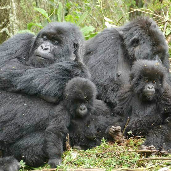 Gorilla Families in Buhoma
