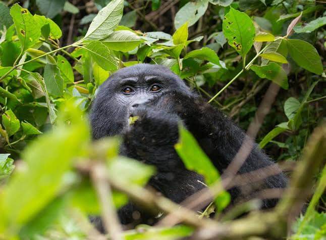 Ruhija Gorilla Families in Bwindi
