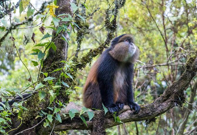 Gorilla and Golden Monkey Trekking
