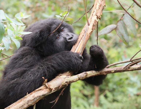 Gorilla and Golden Monkey Trekking Combo