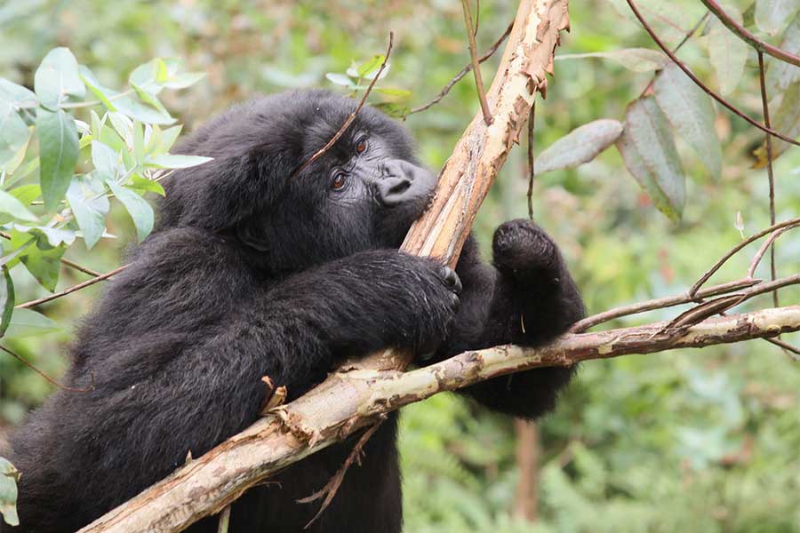 Gorilla and Golden Monkey Trekking Combo