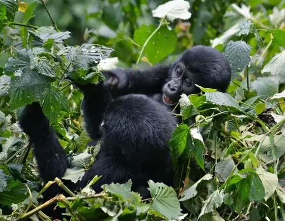 Gorilla Families in Ruhija