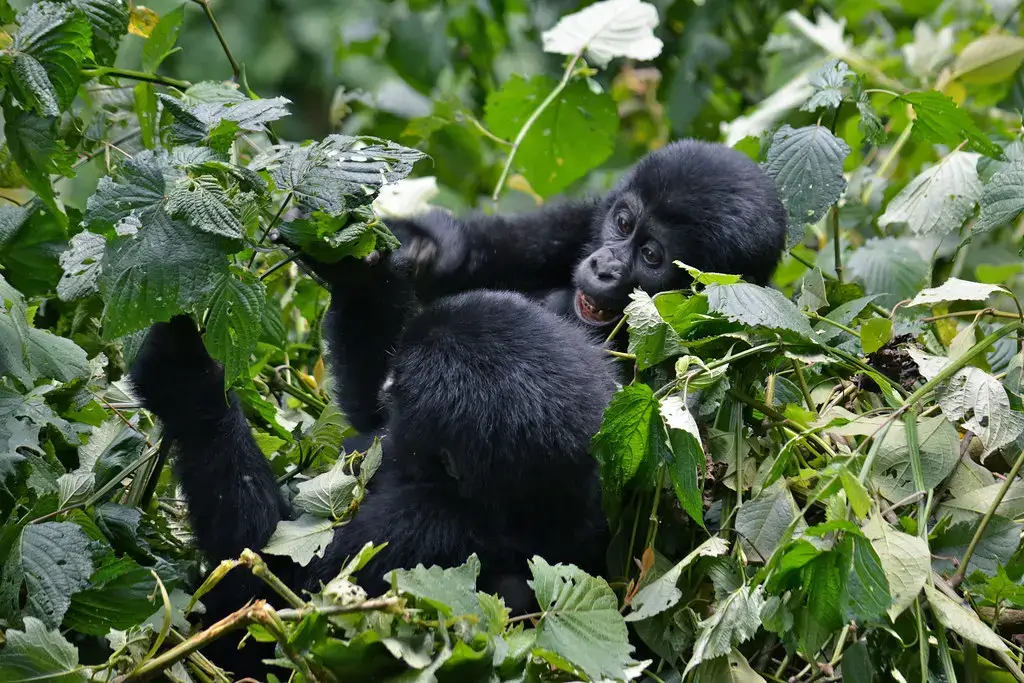Gorilla Families in Ruhija