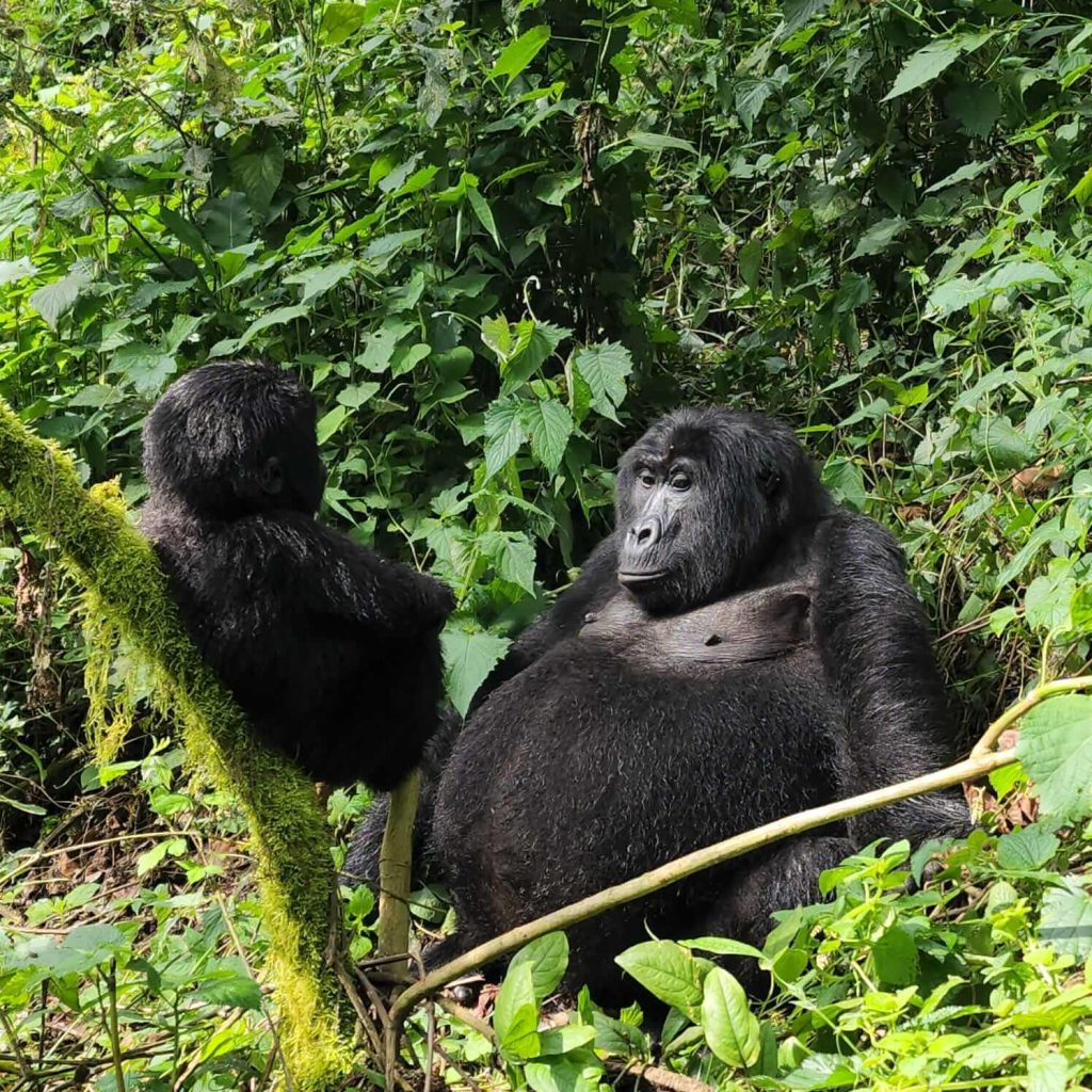 How to Book a Gorilla Trekking Safari