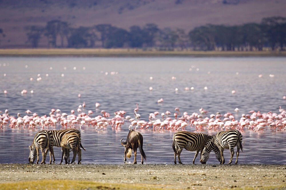 Lake Nakuru National Park Guide for Kenya Safaris