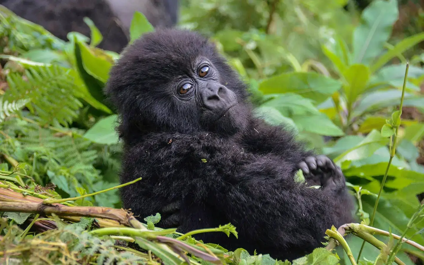 Low Season Gorilla Trekking in Rwanda