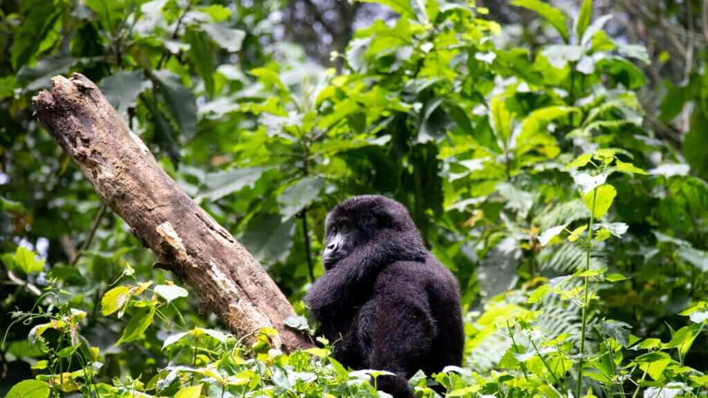 Low Season Gorilla Trekking in Uganda