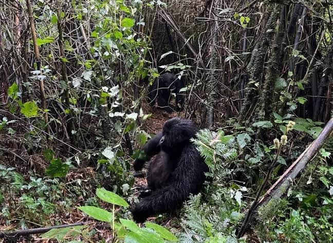 Low season gorilla trekking in Rwanda