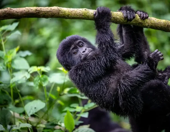Low Season Gorilla Trekking in Uganda