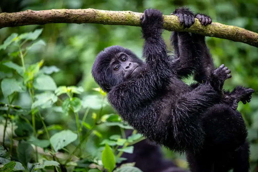Low Season Gorilla Trekking in Uganda