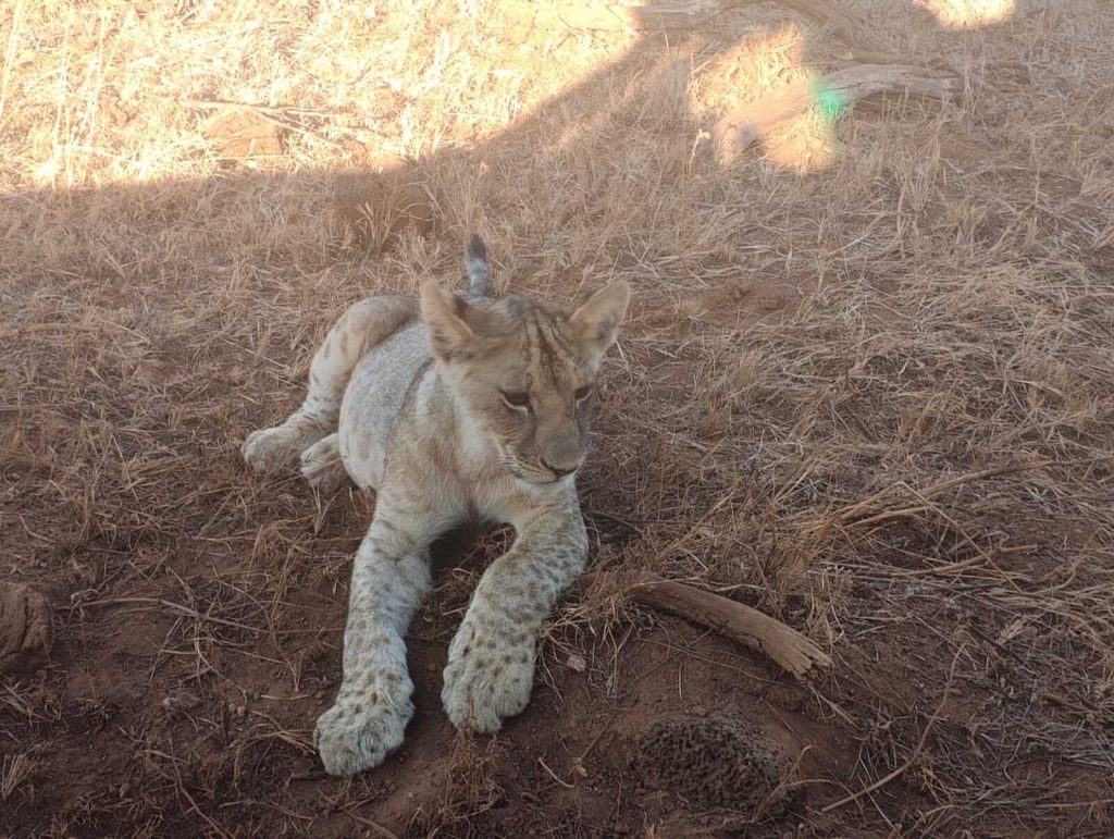 How to Choose the Best African Safaris