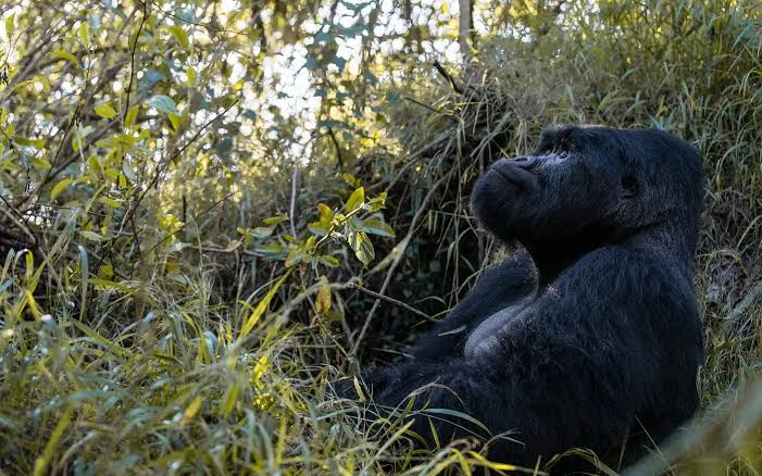 Mgahinga and Mutanda Safaris 