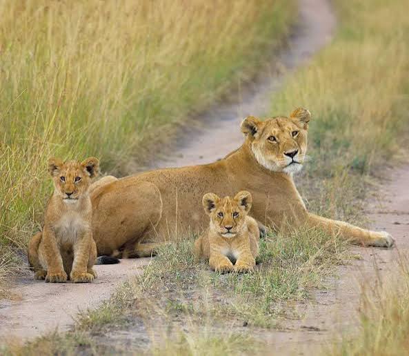 How to Book East Africa Safaris
