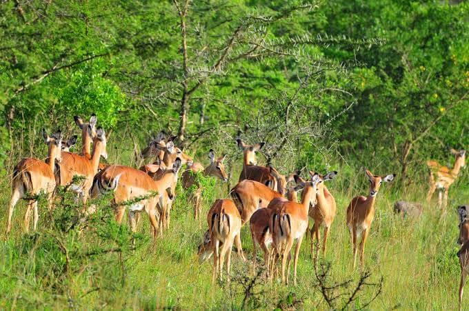 Top Safari Activities in Lake Mburo Game Park