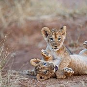 Best Luxury African Safari Company Flawless Adventure Planners