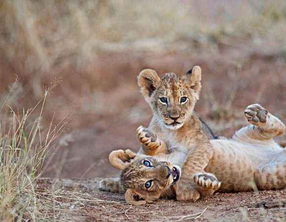 Best Luxury African Safari Company