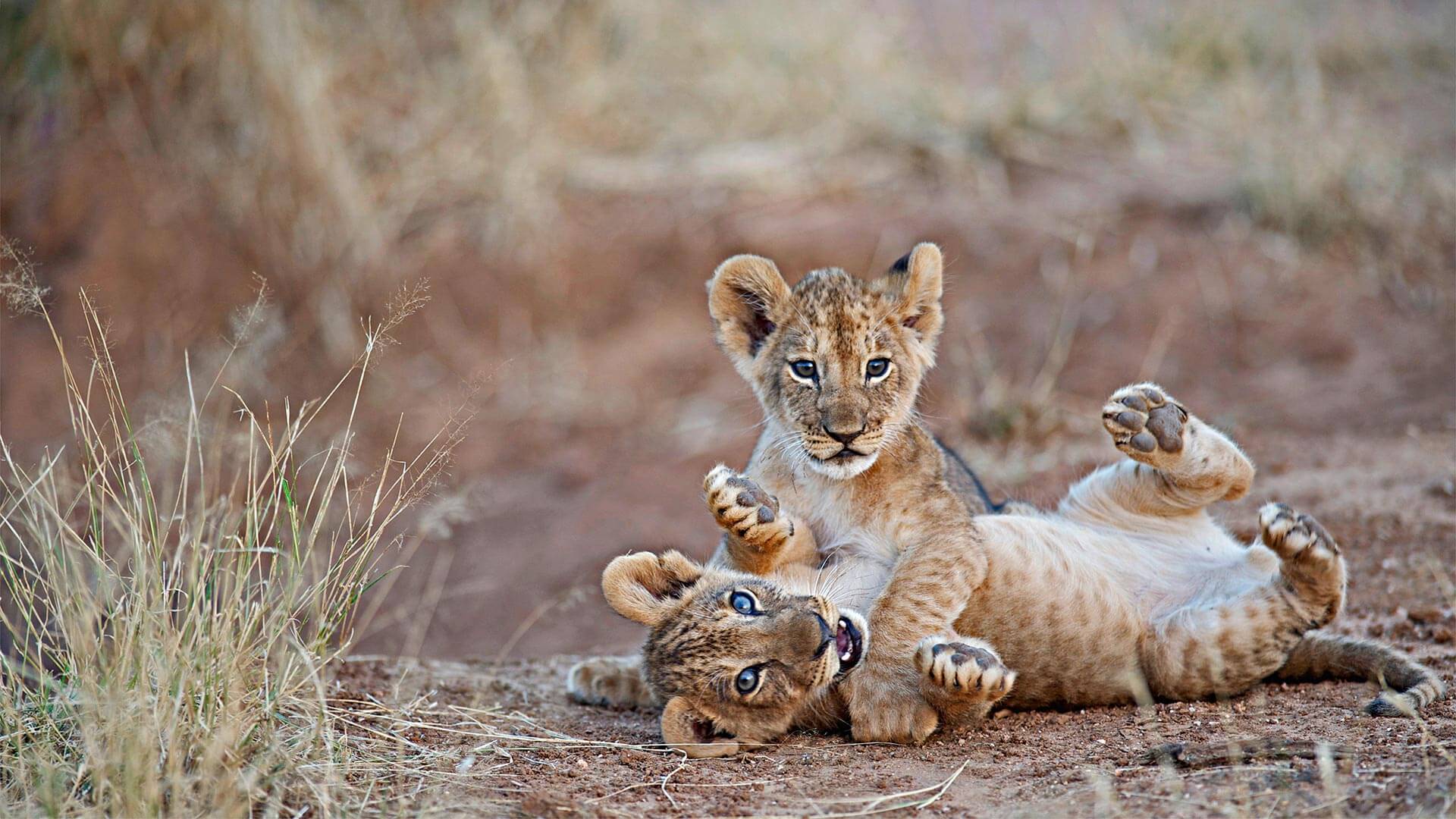 Best Luxury African Safari Company