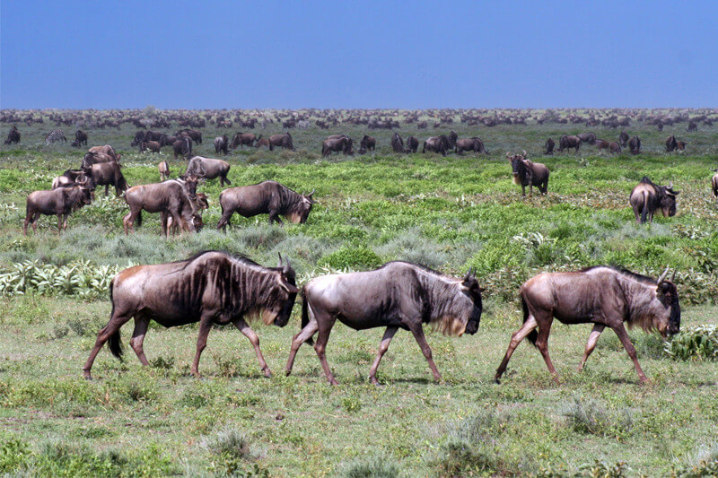 How to Book a Great Migration Safari from Nairobi