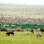 How to Book a Great Migration Safari from Nairobi
