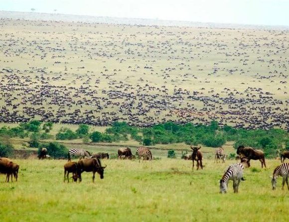 How to Book a Great Migration Safari from Nairobi