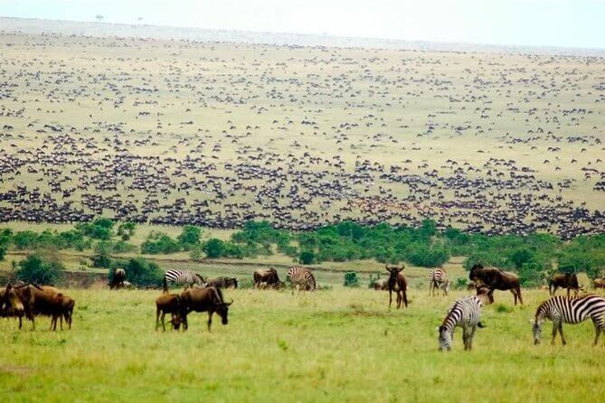 How to Book a Great Migration Safari from Nairobi