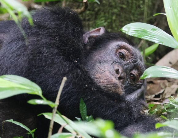 Kibale National Park Safari Activities