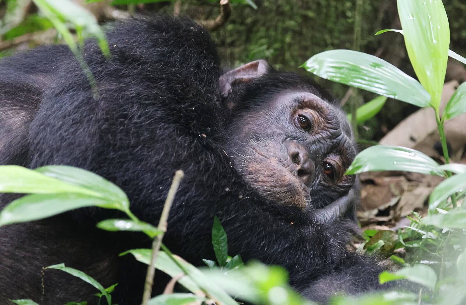 Kibale National Park Safari Activities