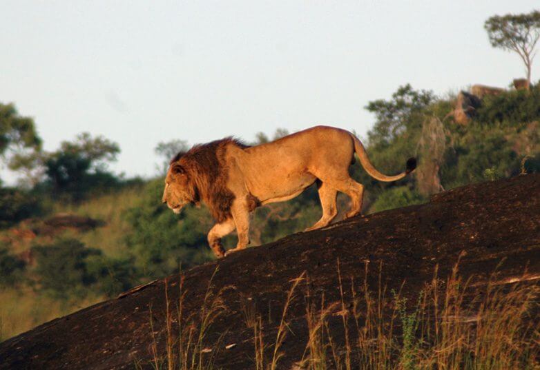 Safari Activities in Kidepo Valley National Park