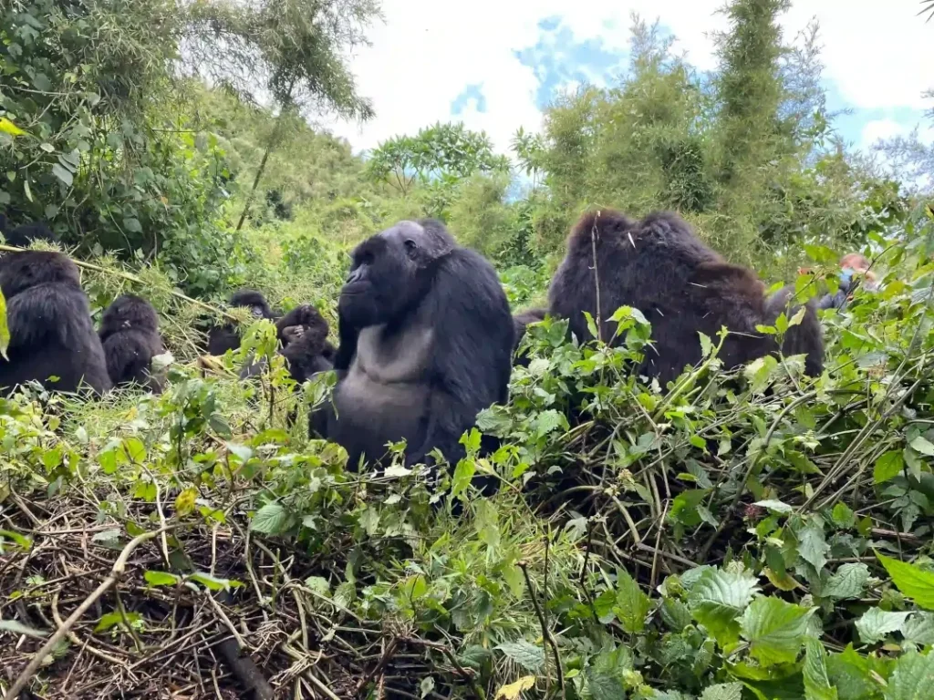 Last Minute Gorilla Trekking Tours in Uganda & Rwanda