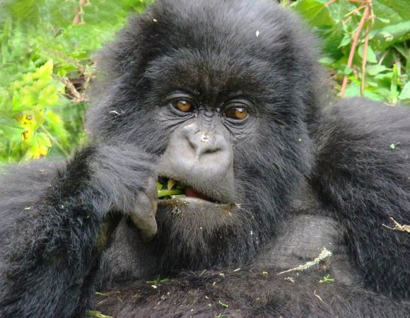 Last Minute Gorilla Trekking Tours in Uganda & Rwanda