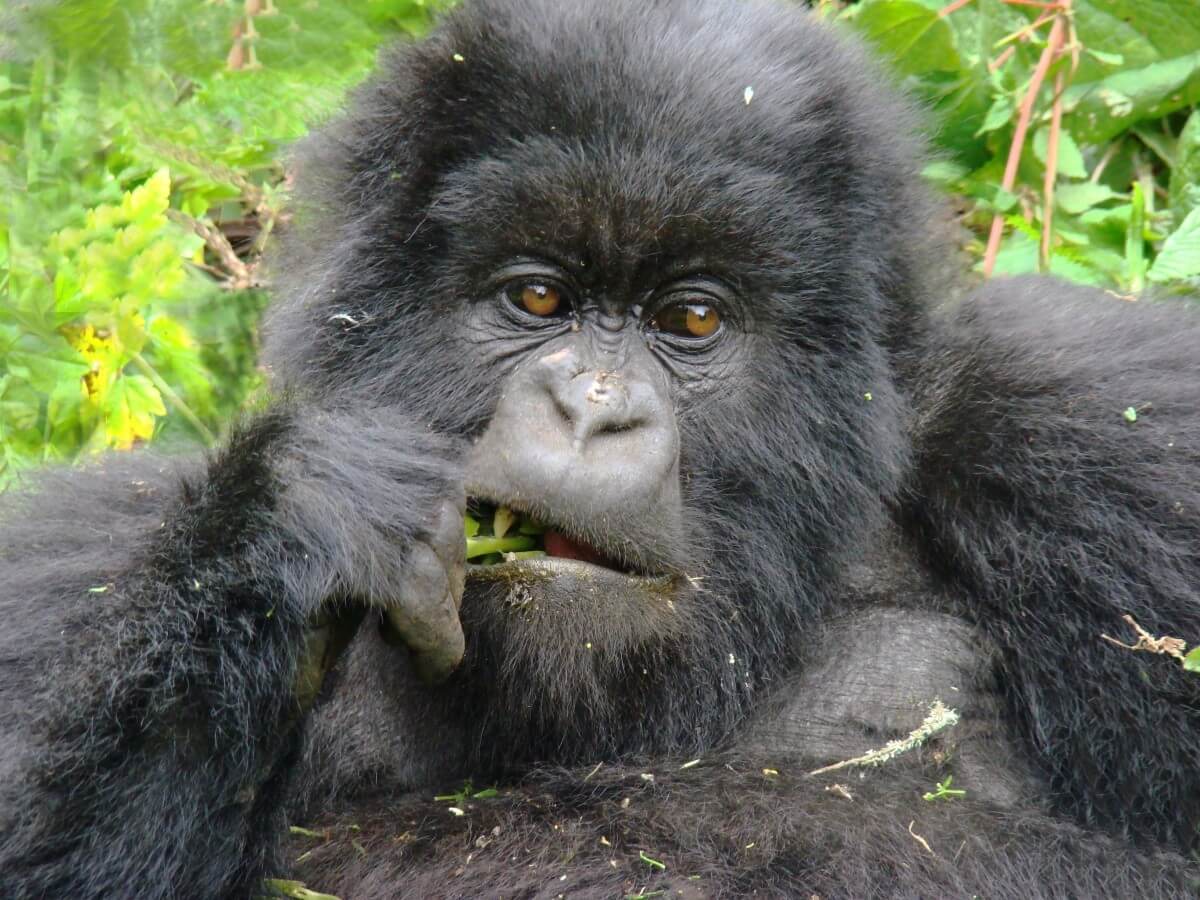 Last Minute Gorilla Trekking Tours in Uganda & Rwanda
