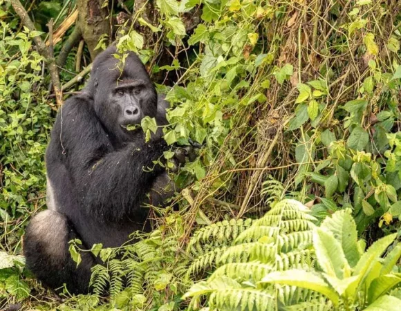 Gorilla Families in Nkuringo