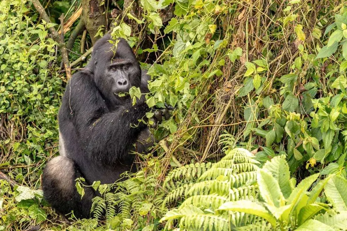 Gorilla Families in Nkuringo