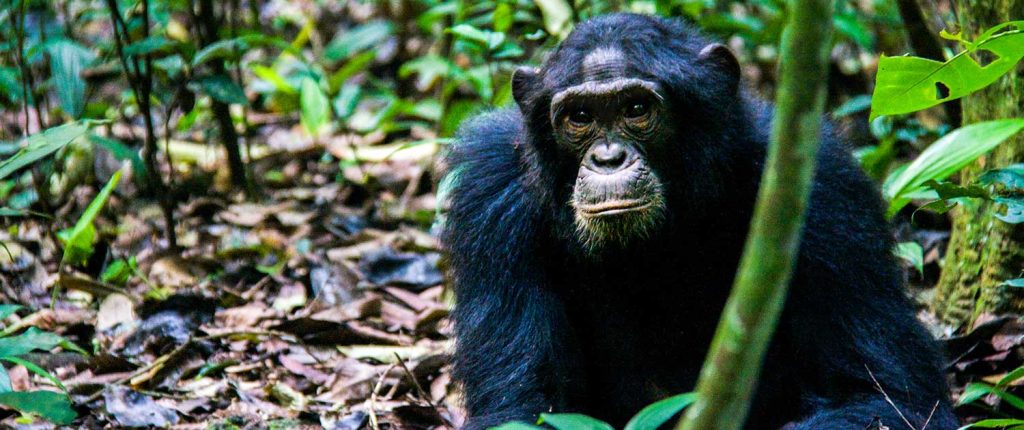 Kibale National Park Safari Activities