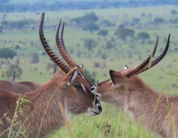 Best Safari Activities in Kidepo Valley National Park