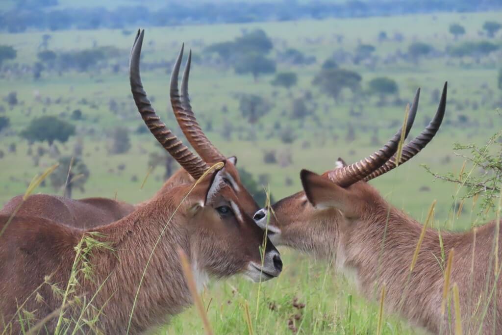 Best Safari Activities in Kidepo Valley National Park