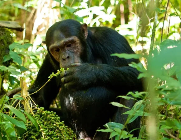 Kibale Chimpanzee Permits
