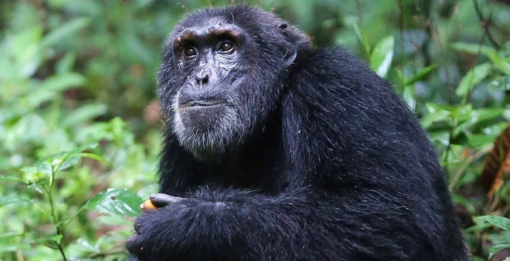 Kibale Chimpanzee Permits