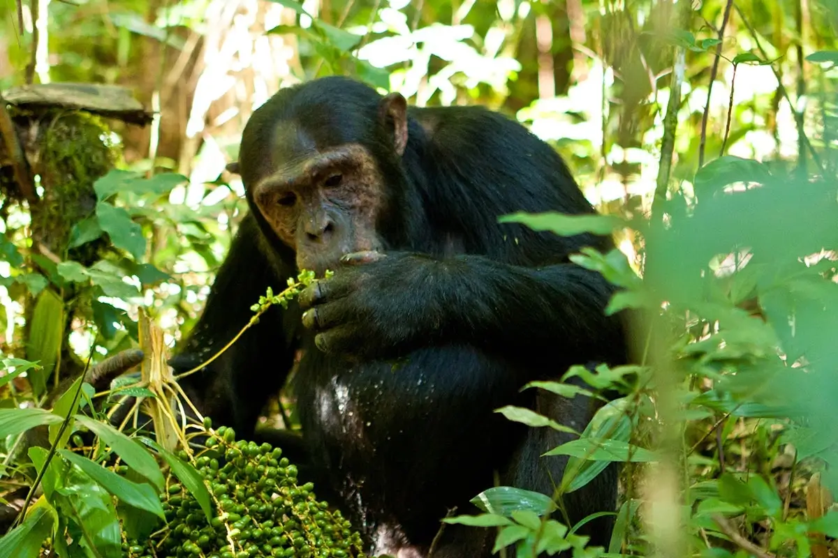Kibale Chimpanzee Permits